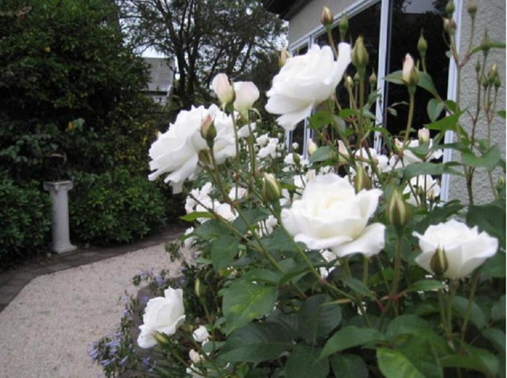Finlay Banks Boutique Bed & Breakfast Christchurch Exteriör bild